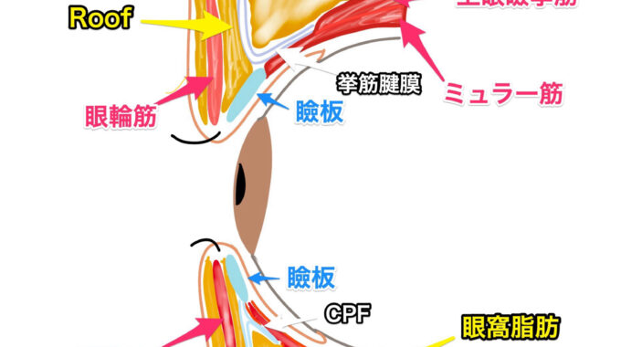 瞼の解剖図　